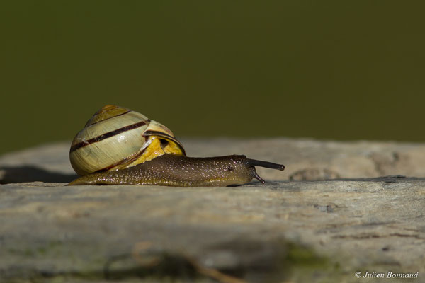 Escargot des haies — Cepaea nemoralis (Linnaeus, 1758)