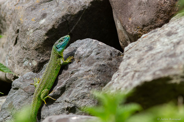 Lézard à deux raies — Lacerta bilineata Daudin, 1802, (Urdos (64), France, le 13/05/2024)