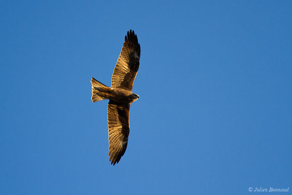 Milan noir – Milvus migrans (Boddaert, 1783), (adulte) (Pihourc, Lieoux (31), France, le 22/03/2019)