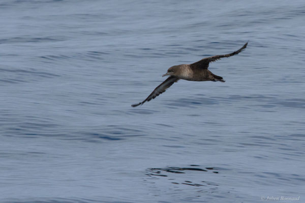Puffin fuligineux — Ardenna grisea (Gmelin, JF, 1789)