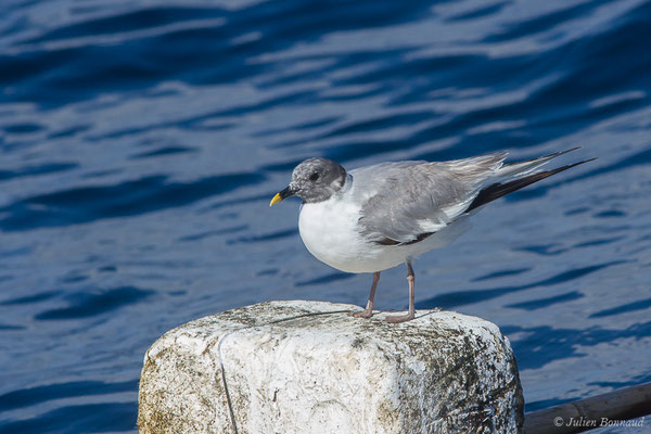 Mouette de Sabine — Xema sabini (Sabine, 1819), (Saint-Jean-de-Luz (64), France, le 05/10/2019)