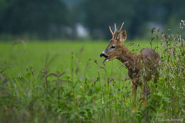Chevreuil européen – Capreolus capreolus (Linnaeus, 1758), (Monségur (40), France, le 23/05/2019)
