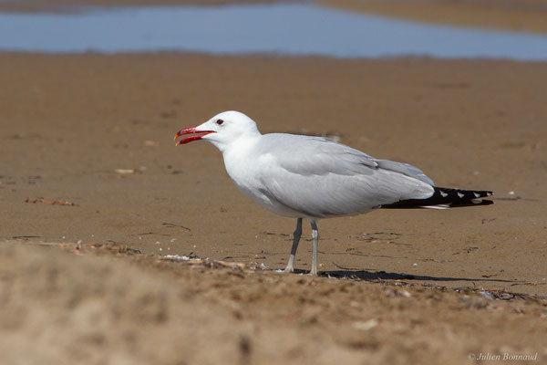 Goéland d'Audouin — Ichthyaetus audouinii (Payraudeau, 1826), (Parc Naturel du Delta de l'Ebre (Catalogne), Espagne, le 06/06/2022)
