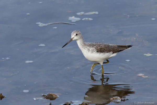 Chevalier aboyeur — Tringa nebularia (Gunnerus, 1767), (Parc écologique de Plaiaundi, Irun (Pays basque), Espagne, le 11/11/2025)