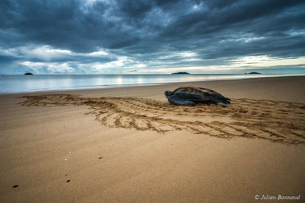 Tortue luth — Dermochelys coriacea (Vandelli, 1761), (Plage des Salines, Remire-Montjoly, Guyane, le 18/06/2017)