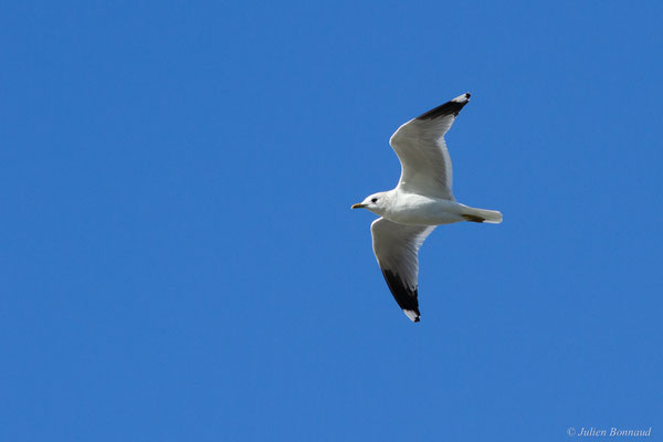 Goéland cendré — Larus canus Linnaeus, 1758, (Hillion, Baie de Saint-Brieuc (22), France, le 11/01/2018)