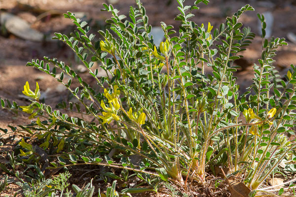 Astragalus caprinus subsp. caprinus L.