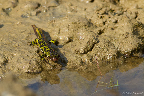 Triton marbré — Triturus marmoratus (Latreille, 1800)