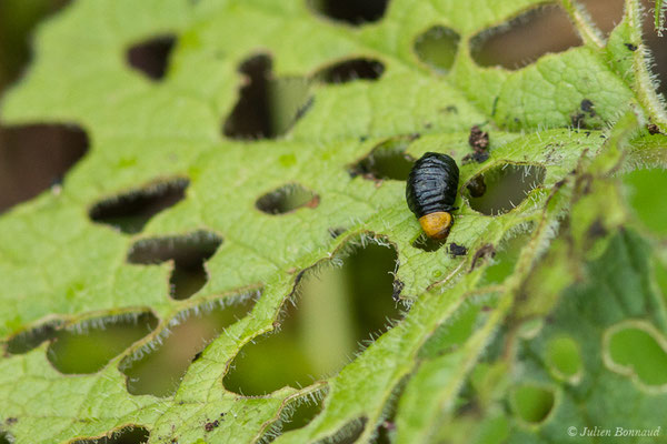 Oreina speciosissima (larve) (Station de ski de Gourette, Eaux Bonnes (65), France, le 15/06/2020)