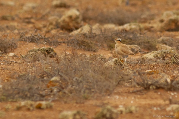 Courvite isabelle — Cursorius cursor (Latham, 1787), (Tindaya, Fuerteventura, (Iles Canaries, Espagne), le 19/02/2022)
