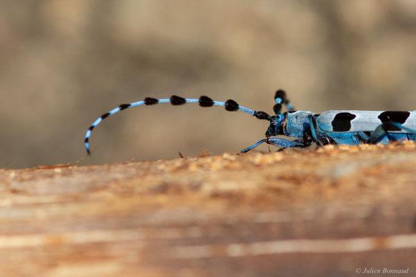 Rosalie des Alpes — Rosalia alpina (Linnaeus, 1758), (Bedous (64), France, le 03/08/2025)