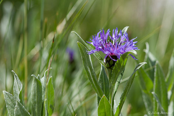 Bleuet des montagnes — Cyanus montanus (L.) Hill, 1768, (Col du Pourtalet, Laruns (64), France, le 22/06/2019)