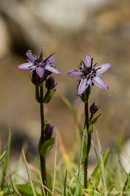 Swertie pérenne — Swertia perennis L., 1753, (Pic du Midi d'Ossau, Laruns (64), France, le 04/08/2018) 