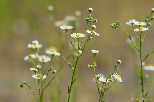 Vergerette annuelle, Érigéron annuel — Erigeron annuus (L.) Desf., 1804, (Lacq (64), France, le 25/06/2019)