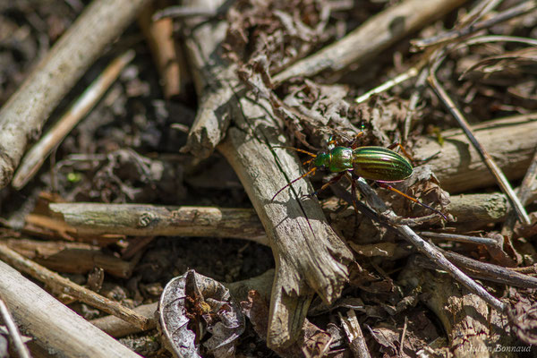 Carabe doré (Carabus auratus) (Arlos (31), France, le 20/04/2018)