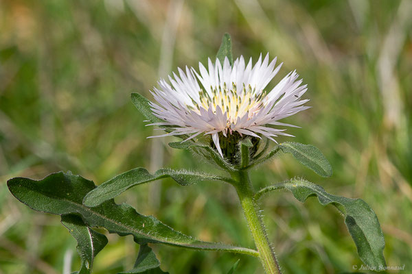 Centaurée bordée de noir — Centaurea pullata L., 1753, (Site archéologique de Volubilis, Fertassa (Fès-Meknès), Maroc, le 22/02/2023)