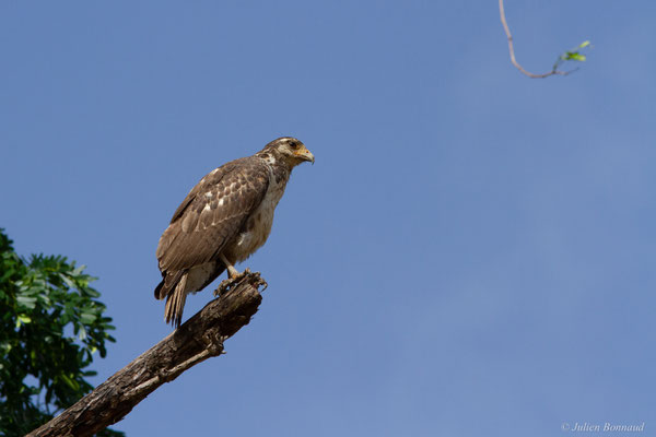 Buse buson — Buteogallus aequinoctialis (Gmelin, 1788), (juvénile), (Dégrad des Cannes, Remire-Montjoly, Guyane, le 15/04/2017)