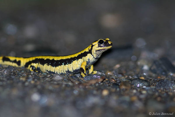 Salamandre tachetée — Salamandra salamandra terrestris (Lacepède, 1788), (adulte) (Parbayse (64), France, le 27/04/2021)