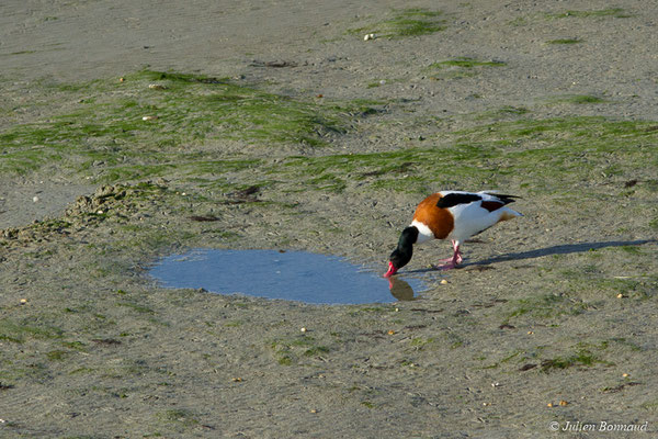 Tadorne de Belon — Tadorna tadorna (Linnaeus, 1758), (Baie de Saint-Brieuc, Hillion (22), France, le 24/11/2017)