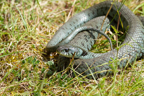 Couleuvre helvétique — Natrix helvetica (Lacepède, 1789), (Borce (64), France, le 18/05/2024)