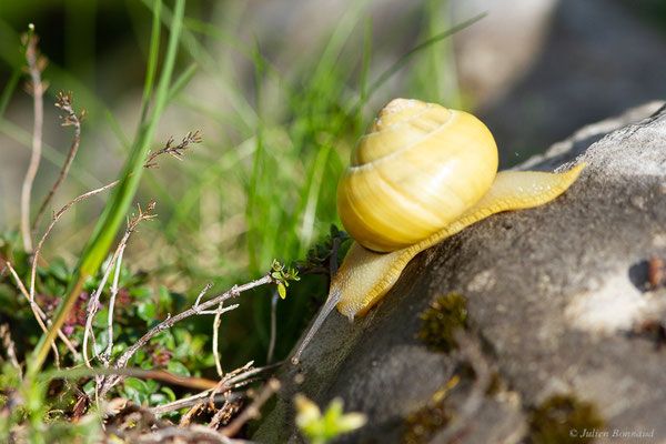 Escargot des jardins — Cepaea hortensis (O.F. Müller, 1774)