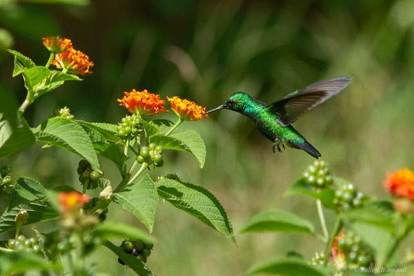 Émeraude orvert — Chlorostilbon mellisugus (Linnaeus, 1758), (Rémire-Montjoly, Guyane, le 19/07/2016)