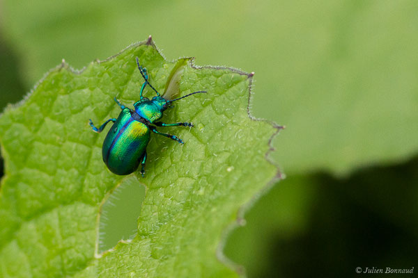 (Oreina speciosissima) (adulte) (Station de ski de Gourette, Eaux Bonnes (65), France, le 15/06/2020)