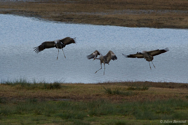 Grue cendrée – Grus grus (Linnaeus, 1758), (réserve des barthes de Saint-Martin-de-Seignanx (64), France, le 19/01/2019)