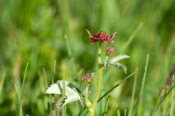 Potentille des marais — Comarum palustre L., 1753, (Col de Puymorens, Porté-Puymorens (66), le 10/07/2023)