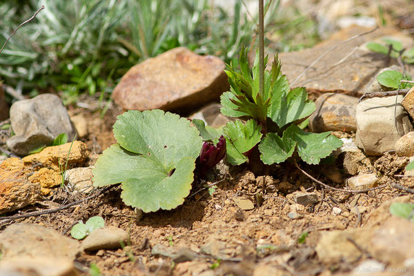 Anémone palmée — Anemone palmata L., 1753