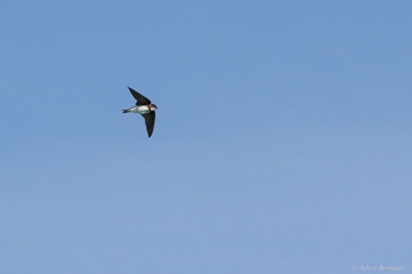 Hirondelle de rivage — Riparia riparia (Linnaeus, 1758)