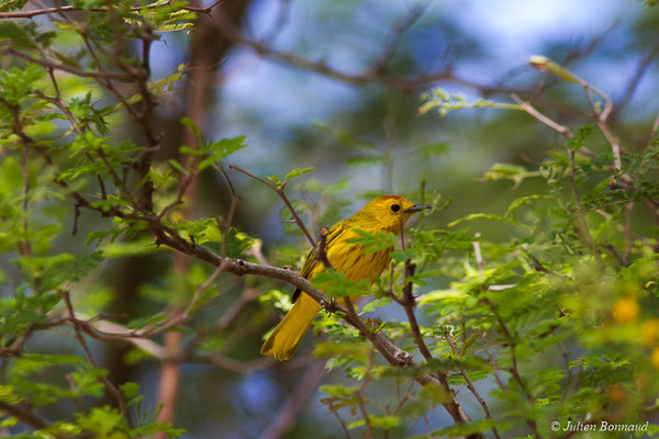 Paruline jaune (Setophaga petechia) (Bois jolan, Saint-Anne, Guadeloupe, le 19/05/2016)