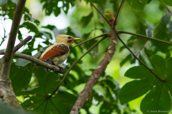 Pic jaune — Celeus flavus (Statius Müller, 1776), (Iracoubo, Guyane, le 12/07/2016)