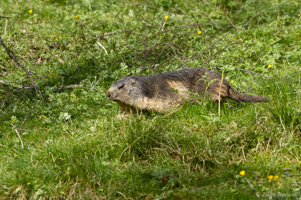 Marmotte des Alpes, Marmotte — Marmotta marmotta (Linnaeus, 1758), (Parc animalier des pyrénées, Argelès-Gazost (65), France, le 01/04/2018)