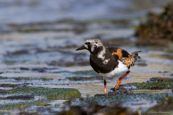 Tournepierre à collier — Arenaria interpres (Linnaeus, 1758), (Anglet (64), France, le 10/08/2024)