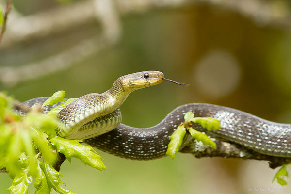 Couleuvre d'Esculape — Zamenis longissimus (Laurenti, 1768)