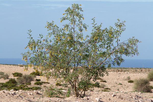 Tabac glauque ou Tabac arborescent — Nicotiana glauca Graham, 1826, (Laazib (Guelmim-Oued Noun), Maroc, le 30/01/2023)