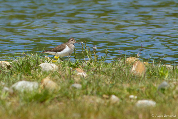 Chevalier guignette — Actitis hypoleucos (Linnaeus, 1758), (Montardon (64), France, le 30/04/2019)