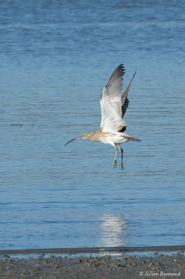 Courlis cendré — Numenius arquata (Linnaeus, 1758), (Baie de Saint-Brieuc, Hillion (22), France, le 11/01/2018)