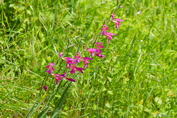 Glaïeul des moissons — Gladiolus italicus Mill., 1768