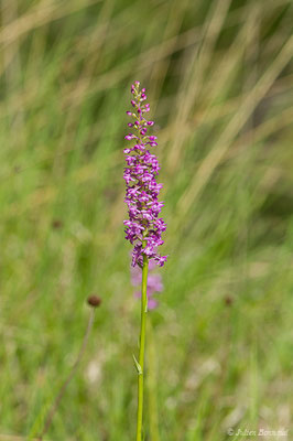 Gymnadénie moucheron, Orchis moucheron, Orchis moustique — Gymnadenia conopsea (L.) R.Br., 1813