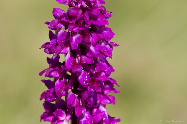 Orchis mâle — Orchis mascula (L.) L., 1755