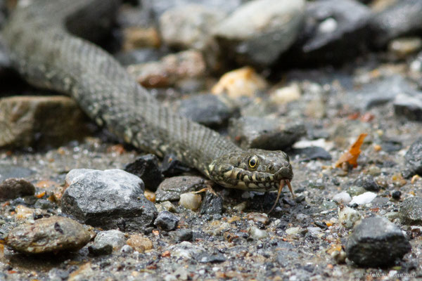 Couleuvre vipérine — Natrix maura (Linnaeus, 1758)