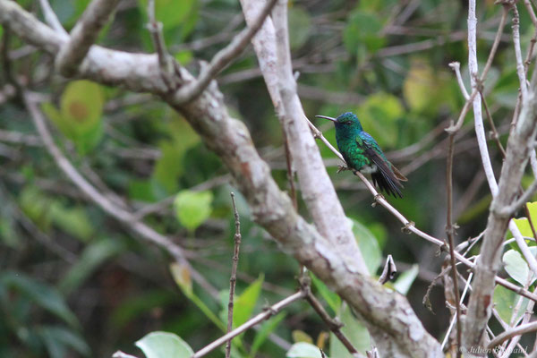 Colibri à menton bleu ou Émeraude à menton bleu — Chlorestes notata (G. C. Reich, 1793), (Savane de Corossony, Sinnamary, Guyane, le 06/04/2016)