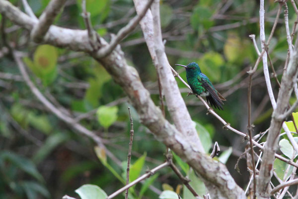 Colibri à menton bleu ou Émeraude à menton bleu — Chlorestes notata (G. C. Reich, 1793)