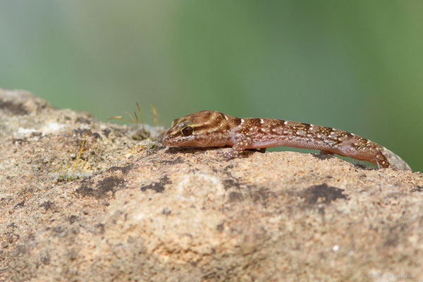 Saurodactyle à bandes — Saurodactylus fasciatus Werner, 1931, (Site archéologique de Volubilis, Fertassa (Fès-Meknès), Maroc, le 22/02/2023)