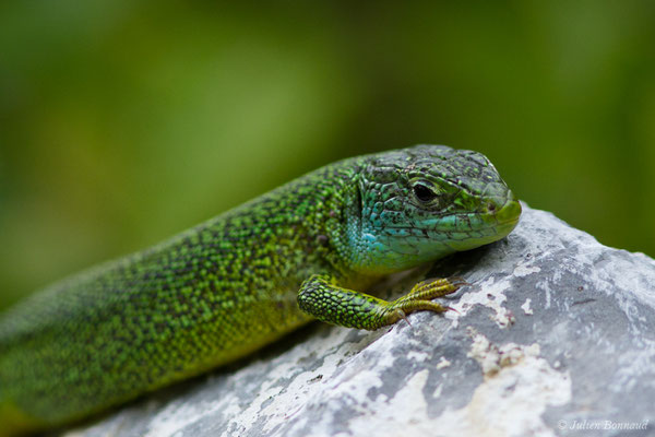 Lézard à deux raies — Lacerta bilineata (Daudin, 1802)