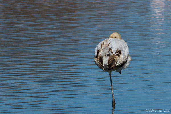 Flamant rose – Phoenicopterus roseus Pallas, 1811, (Parc ornithologique de Pont de Gau (13), France, le 20/02/2020)