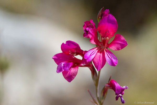 Glaïeul d'Illyrie — Gladiolus illyricus W.D.J.Koch, 1837