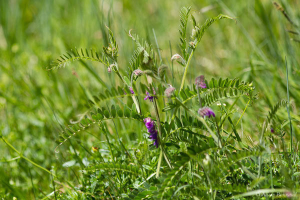 Vesce cracca — Vicia cracca L., 1753